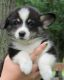 Pembroke Welsh Corgi Puppies for sale in Grand Saline, TX 75140, USA. price: NA