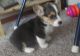 Pembroke Welsh Corgi Puppies for sale in Baltimore, MD, USA. price: NA