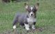 Pembroke Welsh Corgi Puppies for sale in Pasadena, CA, USA. price: NA