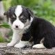 Pembroke Welsh Corgi Puppies for sale in Dulles, VA, USA. price: NA