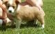 Pembroke Welsh Corgi Puppies for sale in Dover, DE, USA. price: NA