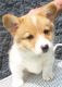 Pembroke Welsh Corgi Puppies for sale in Florida, NY, USA. price: NA