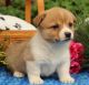 Pembroke Welsh Corgi Puppies for sale in Tecate, CA 91987, USA. price: NA