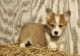 Pembroke Welsh Corgi Puppies for sale in Mound, MN 55364, USA. price: NA