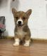 Pembroke Welsh Corgi Puppies for sale in San Diego, CA, USA. price: $500
