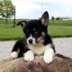 Pembroke Welsh Corgi Puppies for sale in Glastonbury, CT, USA. price: $500