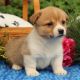 Pembroke Welsh Corgi Puppies for sale in Jacksonville, FL 32238, USA. price: NA