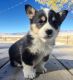 Pembroke Welsh Corgi Puppies for sale in West Lafayette, IN, USA. price: NA