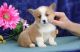 Pembroke Welsh Corgi Puppies for sale in Rice, MN 56367, USA. price: NA