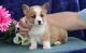 Pembroke Welsh Corgi Puppies for sale in Salem, OR, USA. price: NA
