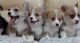 Pembroke Welsh Corgi Puppies for sale in Allen St, New York, NY 10002, USA. price: NA