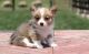 Pembroke Welsh Corgi Puppies for sale in Pittsburgh, PA 15252, USA. price: $500
