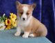 Pembroke Welsh Corgi Puppies for sale in Abbeville, SC 29620, USA. price: $500