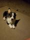 Pembroke Welsh Corgi Puppies for sale in Lee's Summit, MO, USA. price: NA