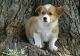Pembroke Welsh Corgi Puppies for sale in Norwich, CT, USA. price: $500