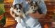Pembroke Welsh Corgi Puppies for sale in Norwich, CT, USA. price: $500
