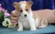 Pembroke Welsh Corgi Puppies for sale in Baltimore, MD, USA. price: NA
