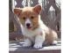 Pembroke Welsh Corgi Puppies for sale in Westerville Woods Dr, Columbus, OH 43231, USA. price: NA