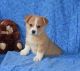 Pembroke Welsh Corgi Puppies for sale in Omar Ave, Carteret, NJ 07008, USA. price: NA