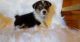 Pembroke Welsh Corgi Puppies for sale in TX-121, Blue Ridge, TX 75424, USA. price: NA