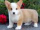 Pembroke Welsh Corgi Puppies for sale in Missouri City, TX, USA. price: $400