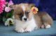 Pembroke Welsh Corgi Puppies for sale in Missouri City, TX, USA. price: $400