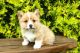 Pembroke Welsh Corgi Puppies for sale in California St, San Francisco, CA, USA. price: NA