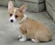 Pembroke Welsh Corgi Puppies for sale in Rowland, PA, USA. price: NA