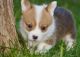 Pembroke Welsh Corgi Puppies for sale in California, MD, USA. price: $510