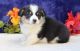Pembroke Welsh Corgi Puppies for sale in Huntsville, AL, USA. price: NA