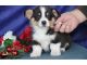 Pembroke Welsh Corgi Puppies for sale in CA-111, Rancho Mirage, CA 92270, USA. price: NA