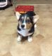 Pembroke Welsh Corgi Puppies for sale in St. Louis, MO 63139, USA. price: NA