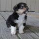 Pembroke Welsh Corgi Puppies for sale in Stamford, CT, USA. price: $300