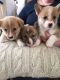 Pembroke Welsh Corgi Puppies for sale in Oakland, CA 94624, USA. price: NA