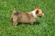 Pembroke Welsh Corgi Puppies for sale in Marlborough, MA, USA. price: NA