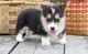 Pembroke Welsh Corgi Puppies for sale in Green Bay, WI, USA. price: NA