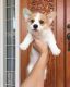 Pembroke Welsh Corgi Puppies for sale in Penn Ave, Pittsburgh, PA, USA. price: NA