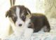 Pembroke Welsh Corgi Puppies for sale in Huntington, WV 25720, USA. price: NA