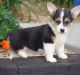 Pembroke Welsh Corgi Puppies for sale in San Diego, CA, USA. price: NA