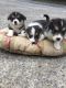 Pembroke Welsh Corgi Puppies for sale in Morgantown, WV 26508, USA. price: $500
