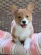 Pembroke Welsh Corgi Puppies for sale in Bowling Green, KY, USA. price: NA