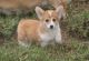 Pembroke Welsh Corgi Puppies for sale in West Lafayette, IN, USA. price: NA