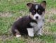 Pembroke Welsh Corgi Puppies for sale in Los Angeles, CA 90017, USA. price: NA
