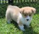 Pembroke Welsh Corgi Puppies for sale in Ithaca, NY, USA. price: NA