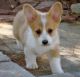 Pembroke Welsh Corgi Puppies for sale in San Bernardino County, CA, USA. price: $500