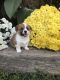 Pembroke Welsh Corgi Puppies for sale in Ava, MO 65608, USA. price: $1,000