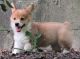 Pembroke Welsh Corgi Puppies for sale in Clayton, NC, USA. price: NA