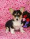 Pembroke Welsh Corgi Puppies for sale in San Fernando, CA, USA. price: NA