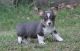 Pembroke Welsh Corgi Puppies for sale in Worcester, MA, USA. price: NA