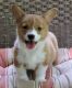 Pembroke Welsh Corgi Puppies for sale in Sioux City, IA, USA. price: $500